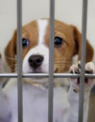 Animal Shelter Fundraising Ideas Animal Shelter Fundraising Ideas